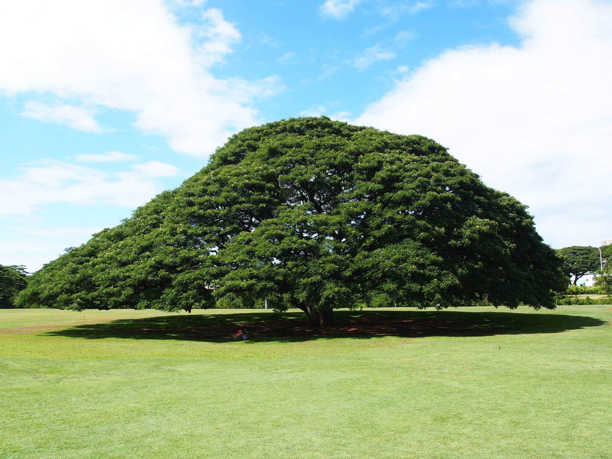 ハワイ観光 日立のcm この木なんの木 の場所は 行き方解説 旅ルンルン