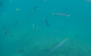 小さな魚