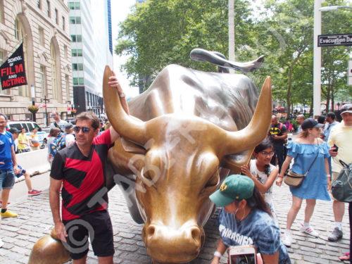 チャージング・ブル