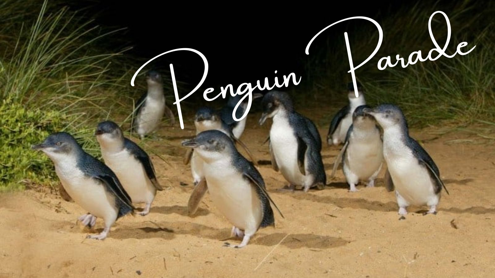 メルボルンのフィリップ島ペンギンパレード！おすすめの席や感想など徹底紹介【口コミ】