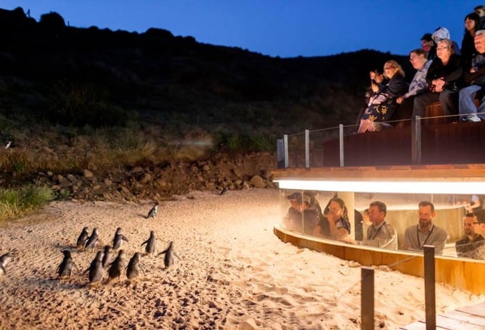 メルボルンのフィリップ島ペンギンパレードのUnderground Viewing(ペンギンと同じ目線で見れる)